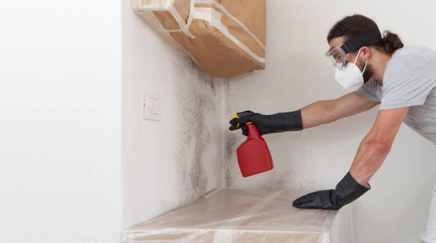 Basement Mold Remediation treatment on basement walls in Lakeside